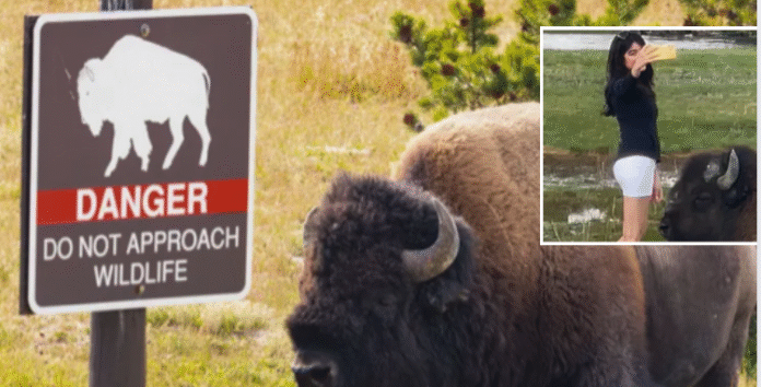 Bison Gores Tourist.