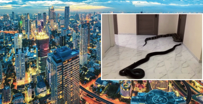 Snake Released