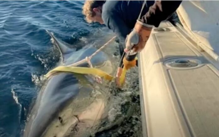 Warning Issued as 14-Foot White Shark Heads Toward NC Coast