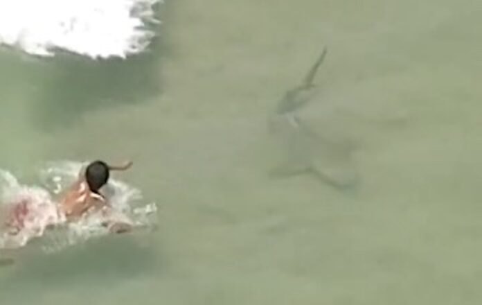 Shark Caught on Camera Swimming Between Two Kids in Florida