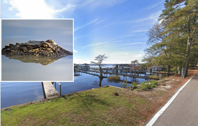 alligator attack North Carolina