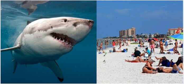 Beaches On High Alert: Experts Warn Of Record Shark Season