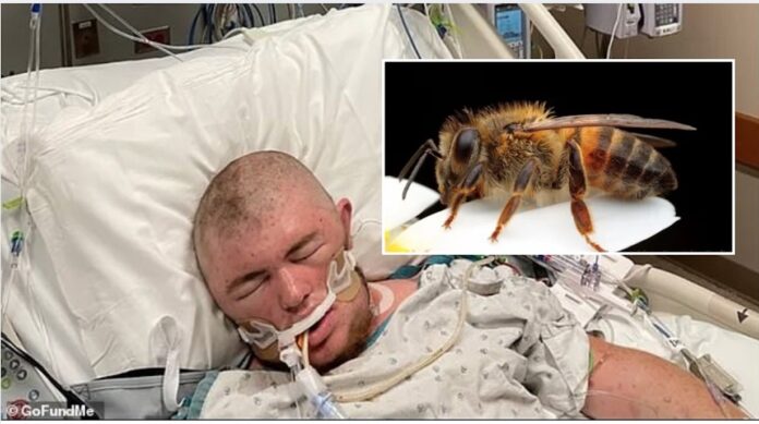 Killer Bees Invade 13 U.S. States, Chasing Victims For Miles