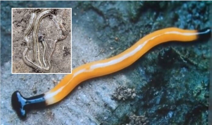 Texas Hit by Toxic Flesh-Eating Worms After Intense Rainstorms