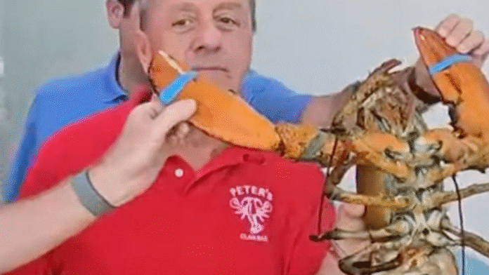 110-Year-Old Lobster Lorenzo Freed