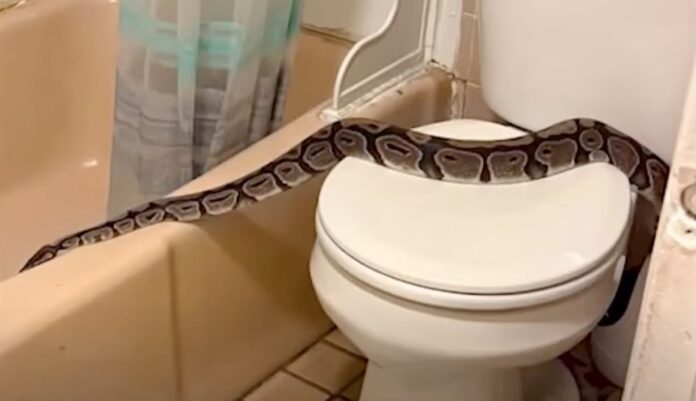 Woman Finds 5-Foot Python Crawling In Her Bathroom