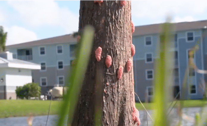Florida On High Alert Over Dangerous Snail Eggs