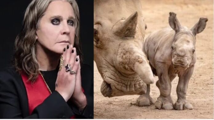 Baby Rhino Born The Day Ozzy Died Named In His Memory