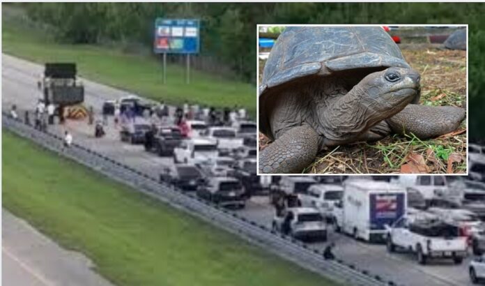 Elderly Man Dies Trying To Save Turtle on Florida Highway