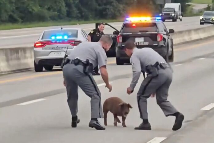 Highway Patrol Chases Wild Pig Blocking Busy SC Interstate