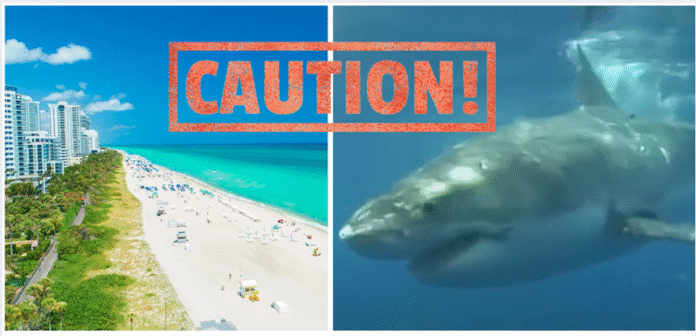 Shark Alerts On The Rise: What Every Beachgoer Should Know