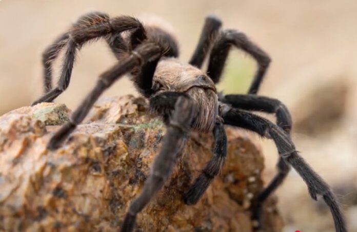 Tarantula Alert: Thousands Set to March Across 5 U.S. States
