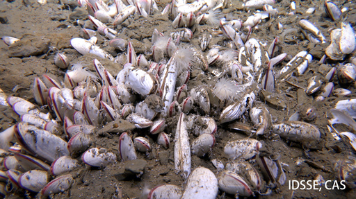 Deep Sea Life-Preview (JPG)