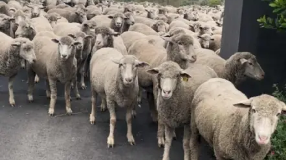 Sheep Take Over California Road