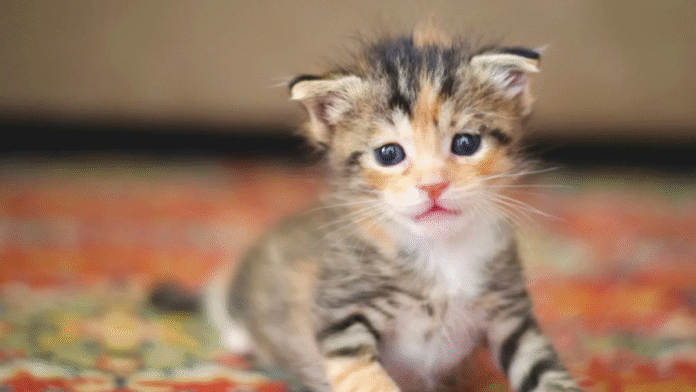 Tiny Kitten Subway