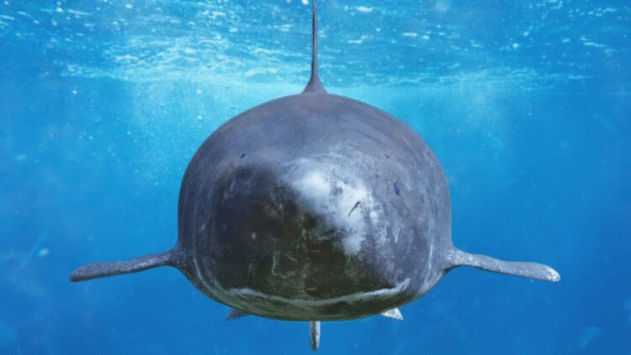 Shark experiment