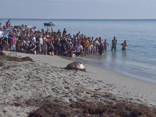 Loggerhead Sea Turtle-Release-Preview (JPG)