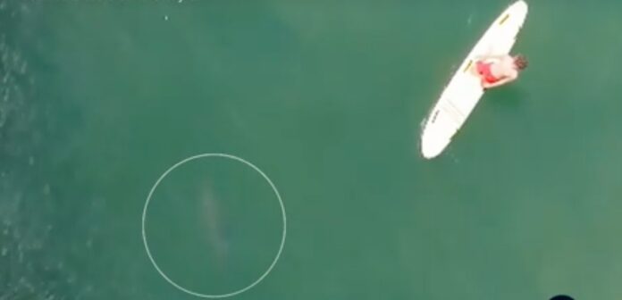Drone Captures Paddleboarder Facing Shark Swarm Off NY Coast