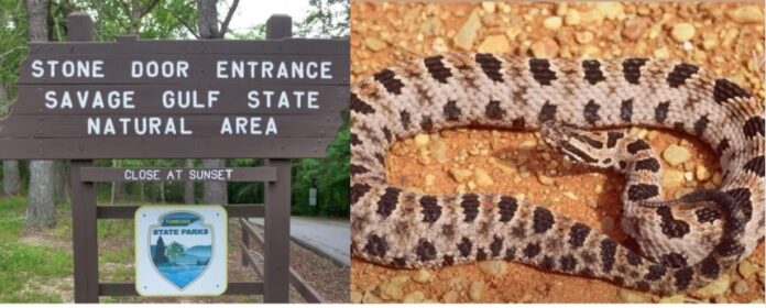 Tennessee Hiker Dies After Venomous Snake Attack