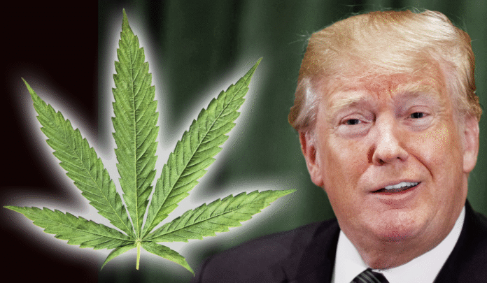 Trump Delivers Gift For Weed Lovers