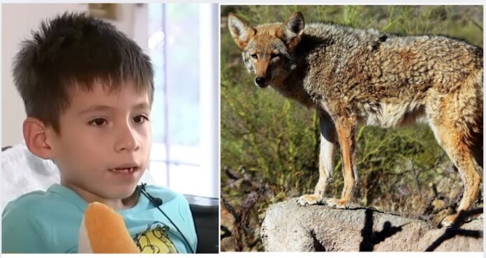 Young Boy Brutally Attacked by Coyote In California Park