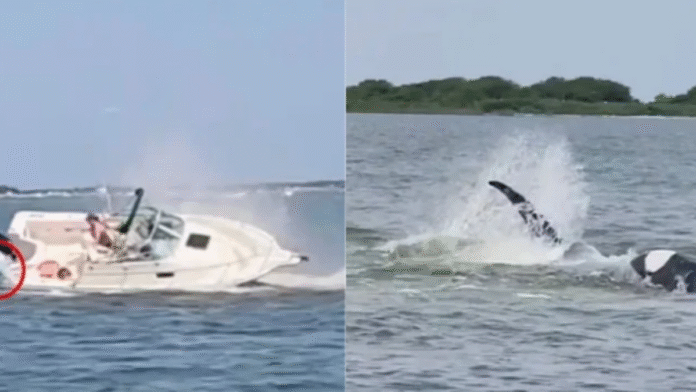 Whale boat incident