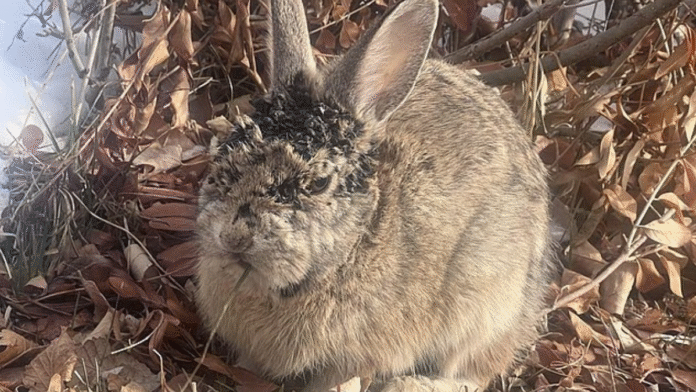 Frankenstein rabbits